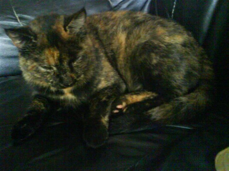 Huskat Plet billede 1