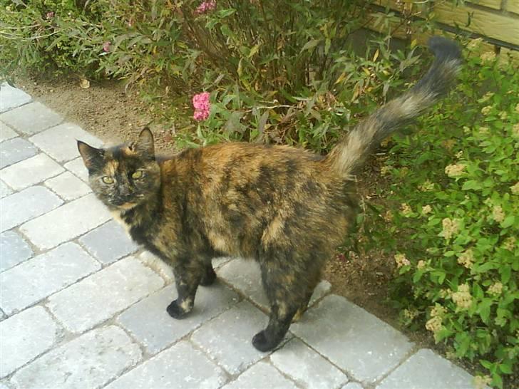 Huskat Plet billede 2