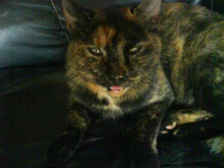 Huskat Plet billede 3