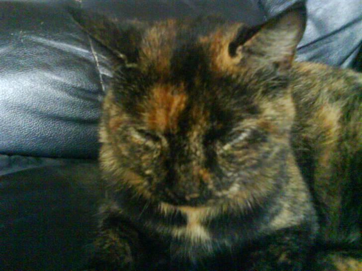 Huskat Plet billede 4