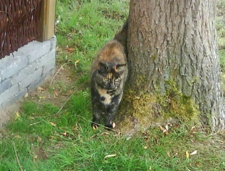 Huskat Plet billede 5