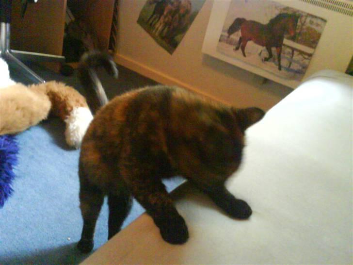 Huskat Plet billede 6