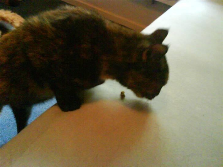 Huskat Plet billede 7