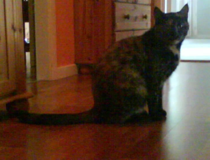 Huskat Plet billede 8