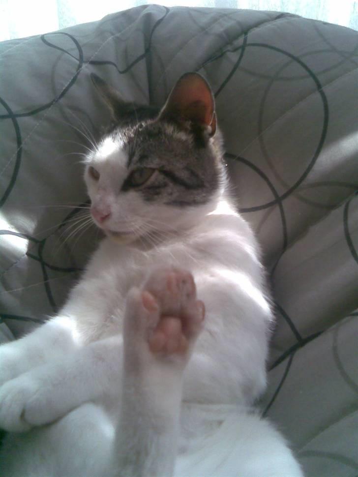 Huskat Tarzan billede 7