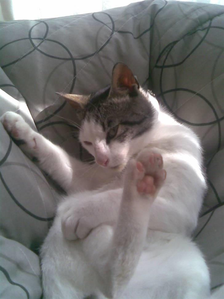 Huskat Tarzan billede 8