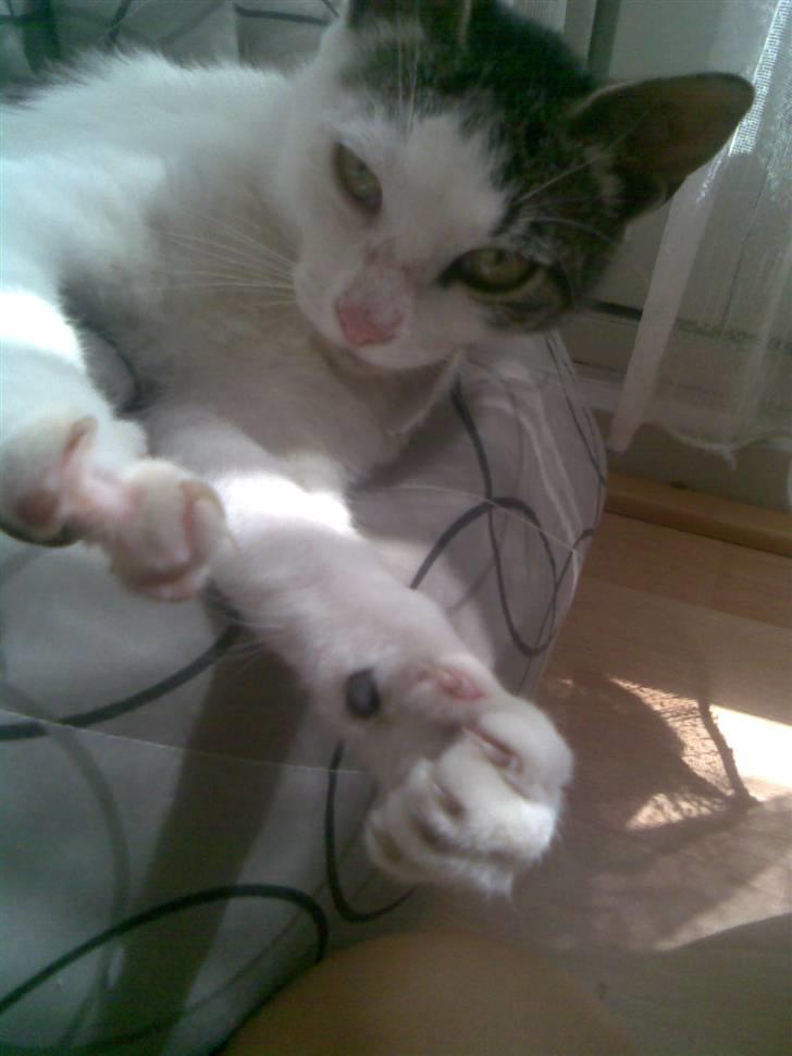 Huskat Tarzan billede 9