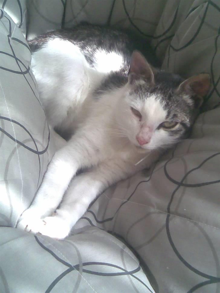 Huskat Tarzan billede 10