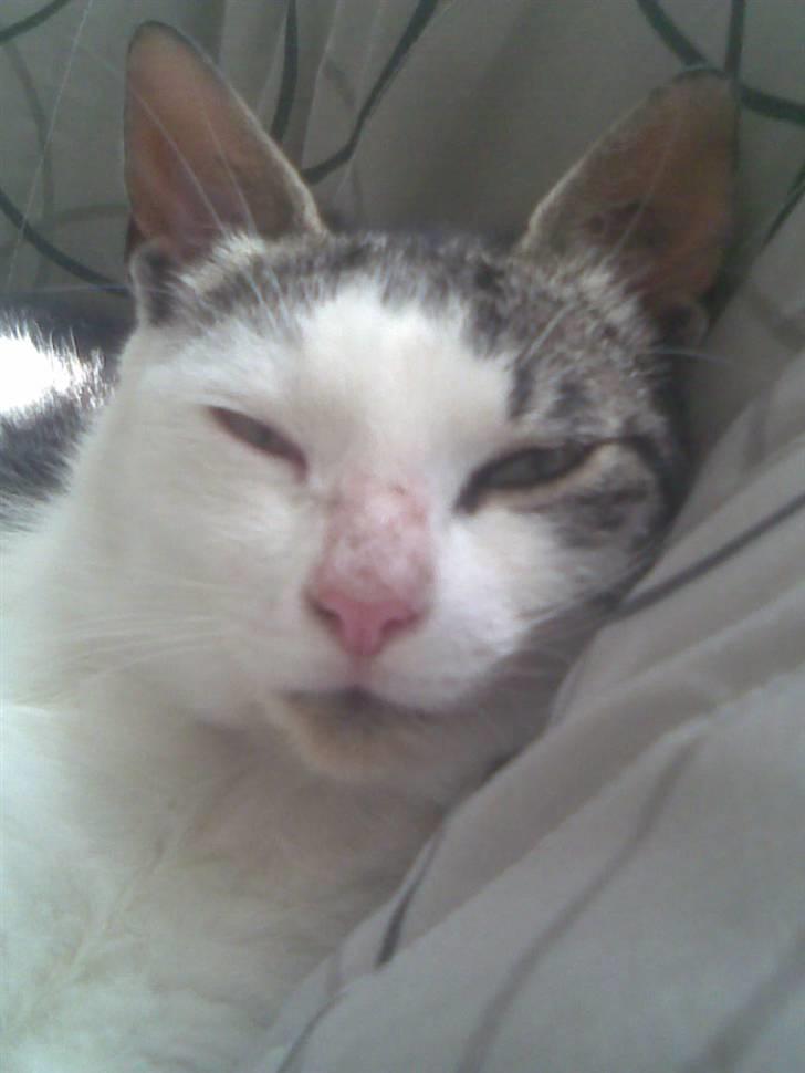 Huskat Tarzan billede 11