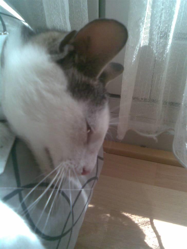 Huskat Tarzan billede 12