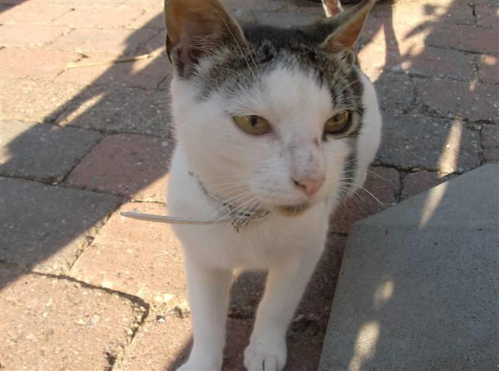 Huskat Tarzan billede 13