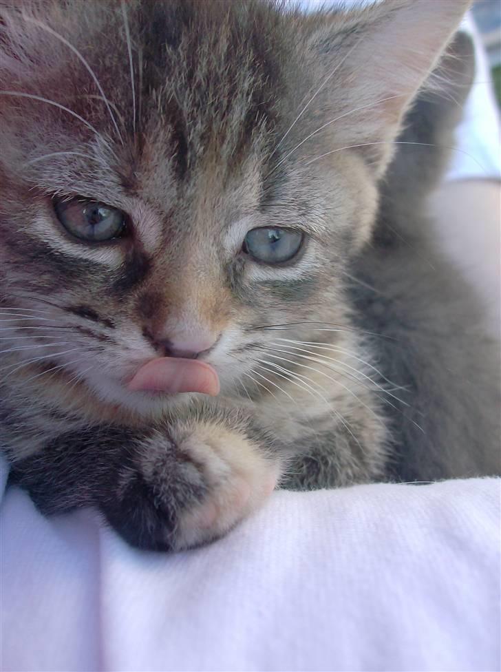 Huskat Punky billede 1