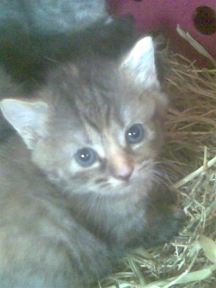 Huskat Punky billede 2