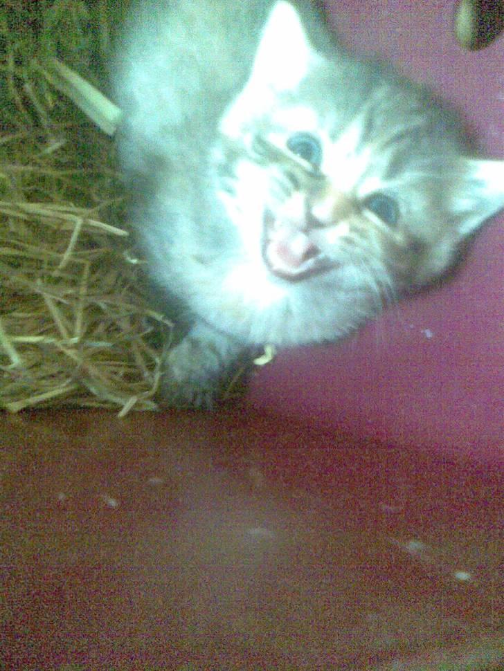 Huskat Punky billede 3