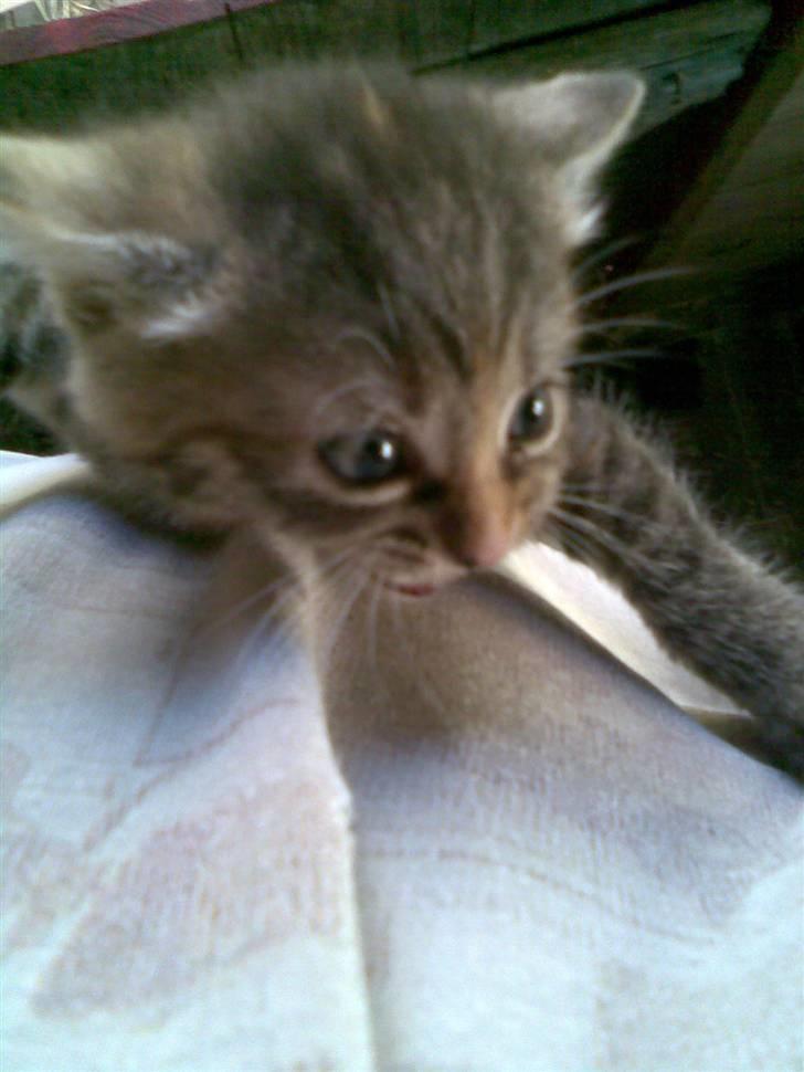 Huskat Punky billede 4