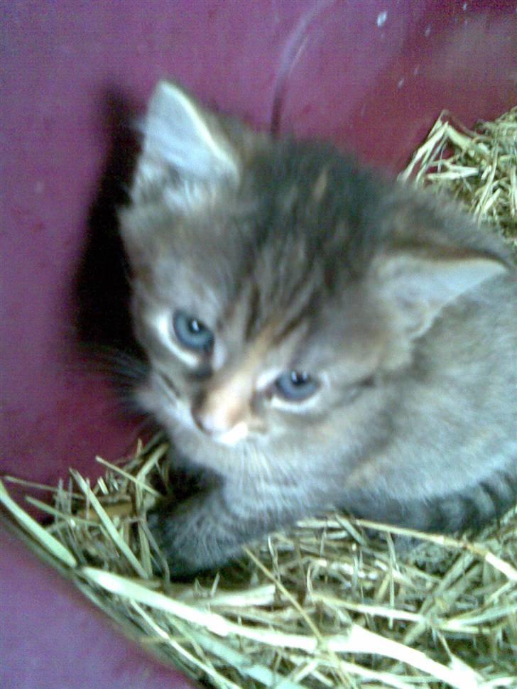 Huskat Punky billede 5