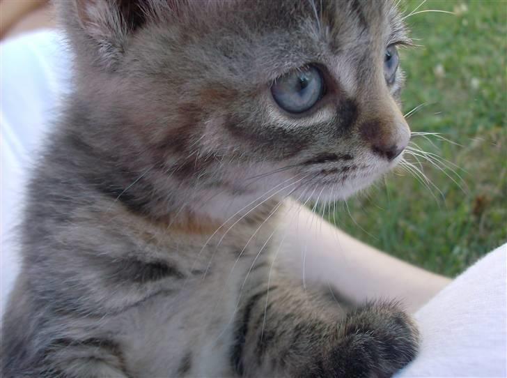 Huskat Punky billede 7