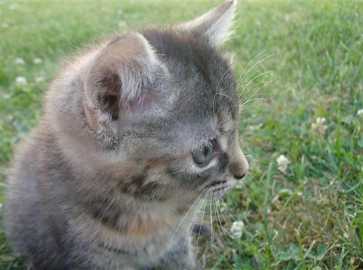 Huskat Punky billede 8