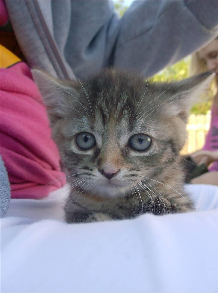 Huskat Punky billede 9