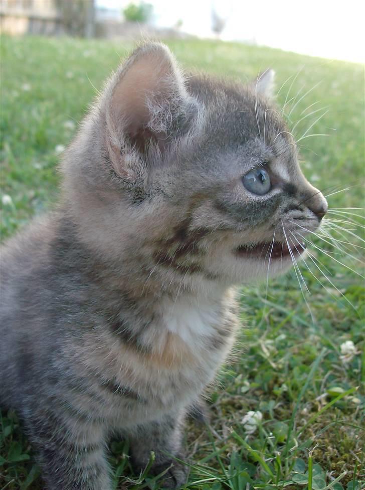 Huskat Punky billede 10