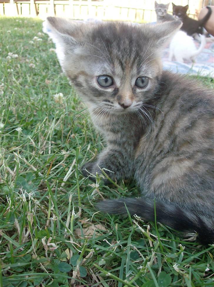 Huskat Punky billede 11