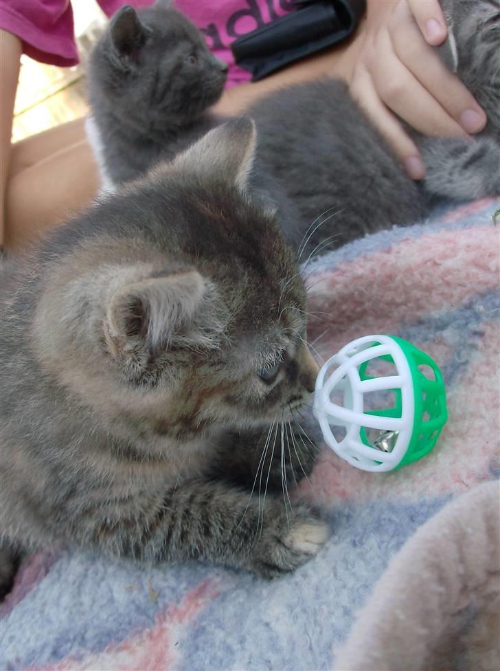 Huskat Punky billede 12