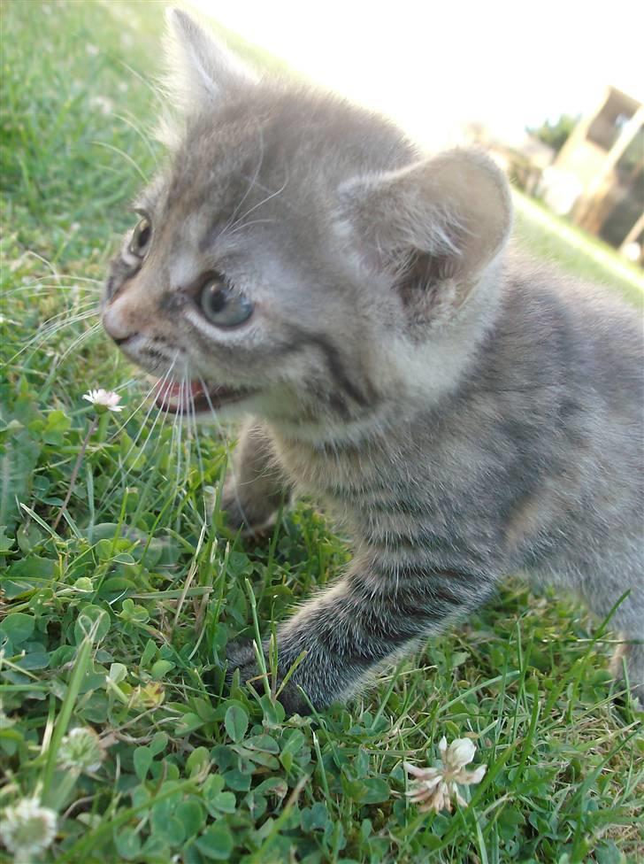 Huskat Punky billede 13