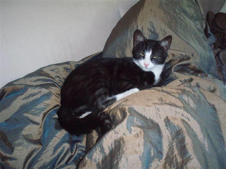 Blanding af racer Silke, Kender du hende??  - Silke i hendes rette element. :D billede 1