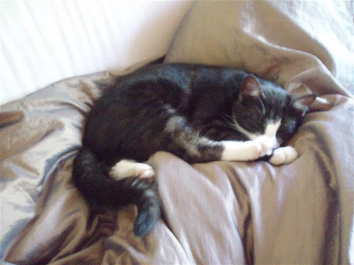 Blanding af racer Silke, Kender du hende??  - en meget træt, lille og udmagret pige... billede 2