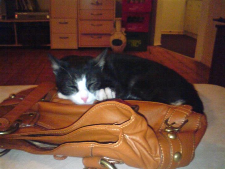 Blanding af racer Silke, Kender du hende??  - da jeg tog hende ind fra gaden, lavede hun ik andet end at sove og spise! i 3 dage sov hun mer eller mindre konstant. billede 3