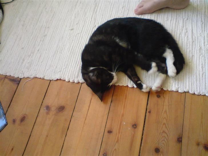 Blanding af racer Silke, Kender du hende??  - ZZZzzzzz...... billede 4