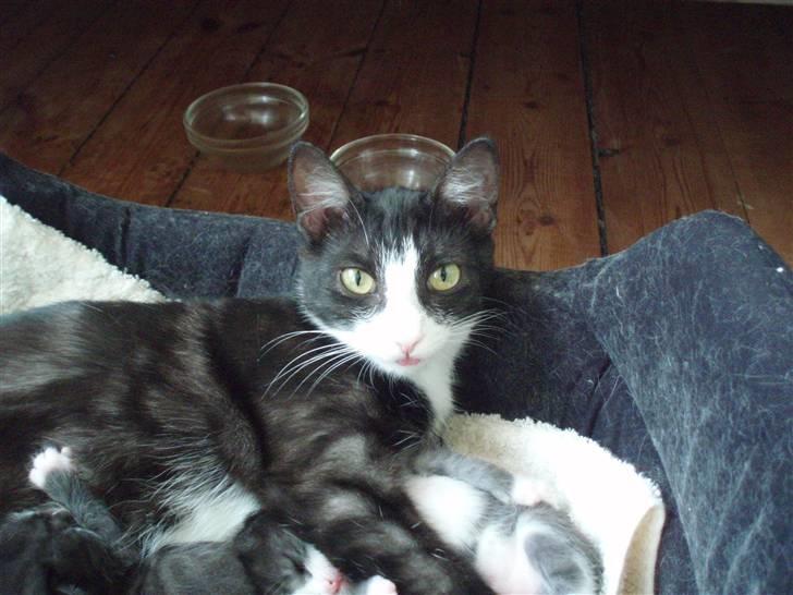 Blanding af racer Silke, Kender du hende??  billede 5