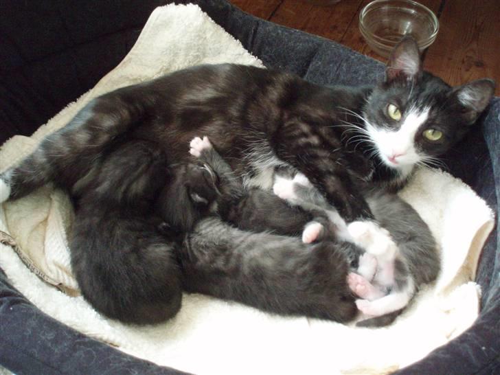 Blanding af racer Silke, Kender du hende??  - på min fødselsdag d. 20. juni fødte hun 4 velskabte små killinger. :) billede 6