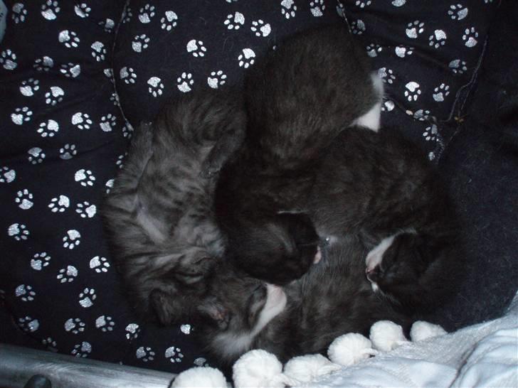 Blanding af racer Silke, Kender du hende??  - de små guldklumper billede 7