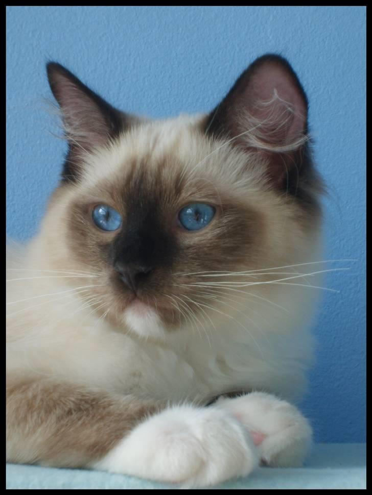 Ragdoll Eddie (R.I.P) billede 1