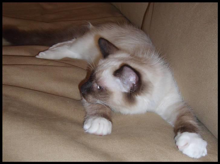 Ragdoll Eddie (R.I.P) billede 2