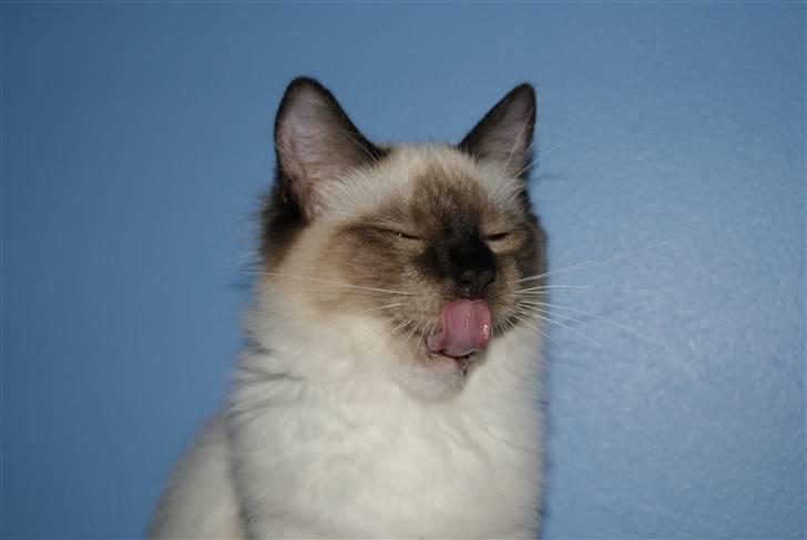 Ragdoll Eddie (R.I.P) billede 3