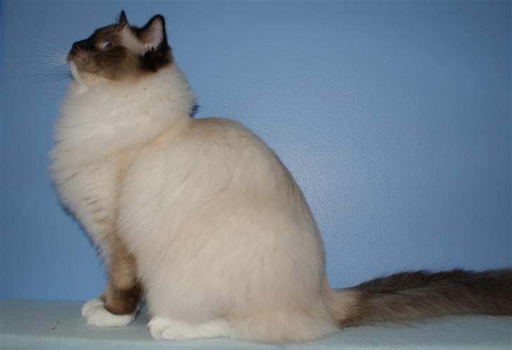 Ragdoll Eddie (R.I.P) billede 4