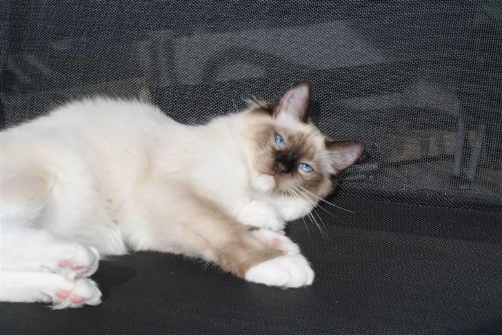 Ragdoll Eddie (R.I.P) billede 5