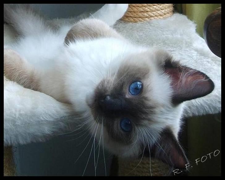 Ragdoll Eddie (R.I.P) billede 6