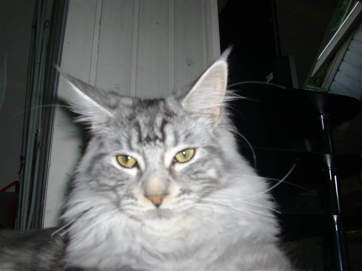 Maine Coon shadow billede 9