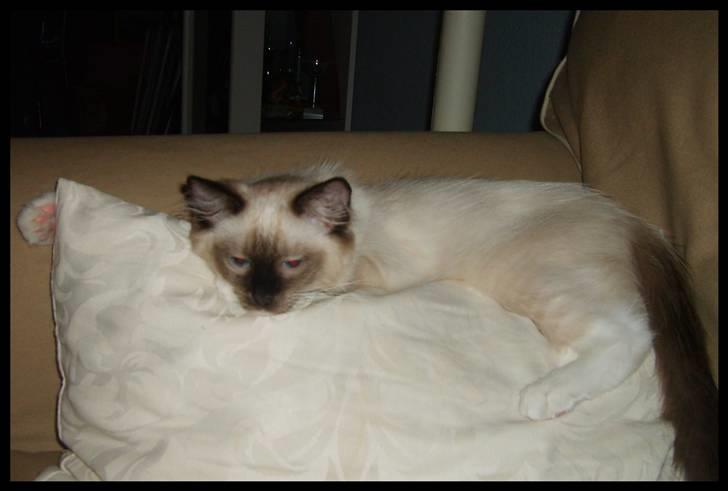 Ragdoll Eddie (R.I.P) billede 7