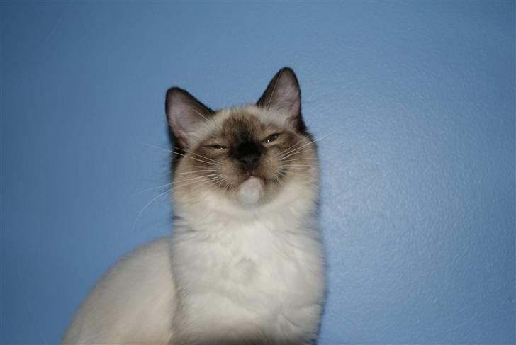 Ragdoll Eddie (R.I.P) billede 8