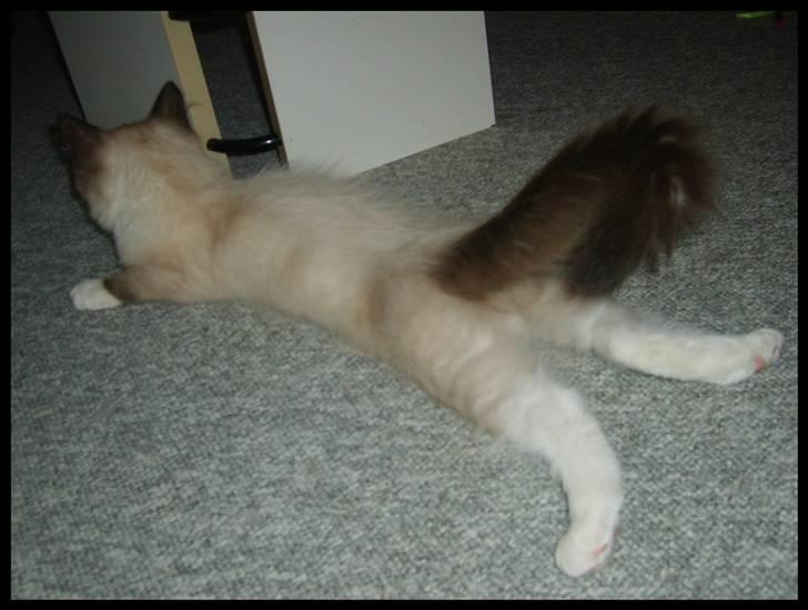 Ragdoll Eddie (R.I.P) billede 10