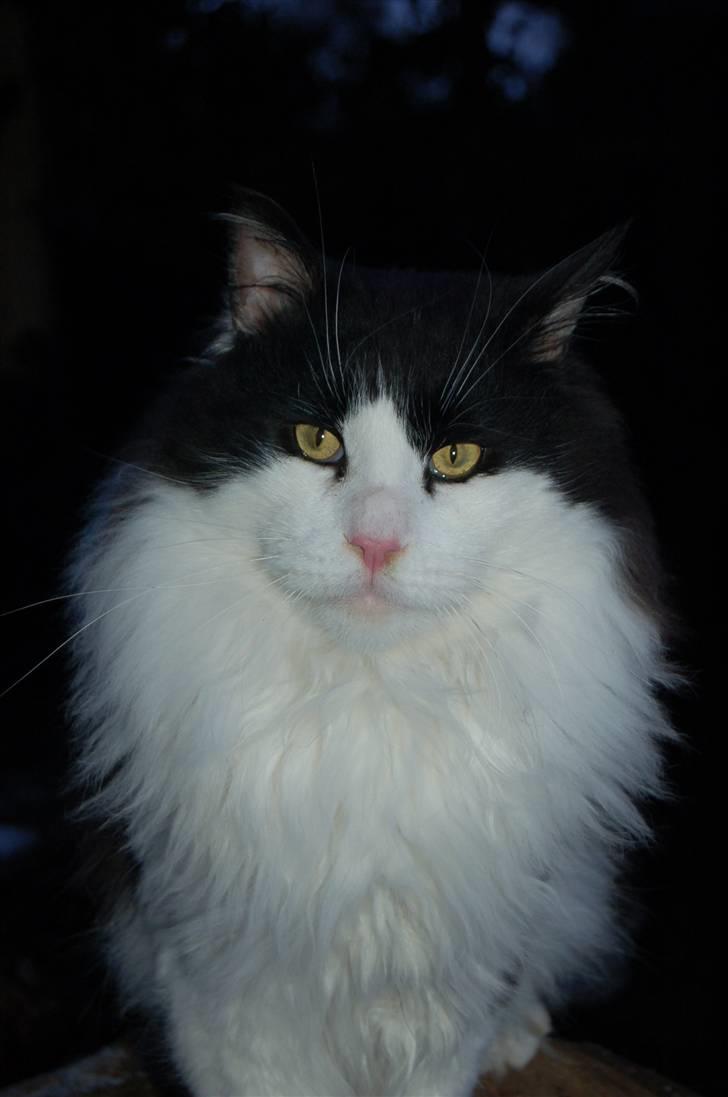 Maine Coon Krammedyret Orlando(poly) - Orlando P 1½ år gammel billede 1