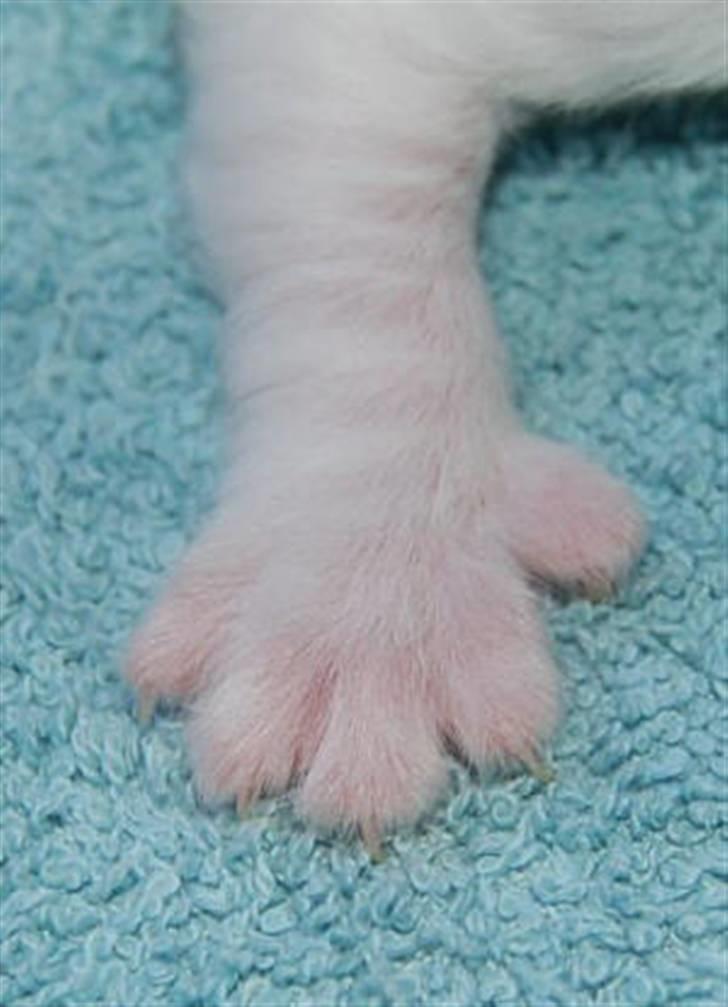 Maine Coon Krammedyret Orlando(poly) - Orlando P´s højre forben billede 2