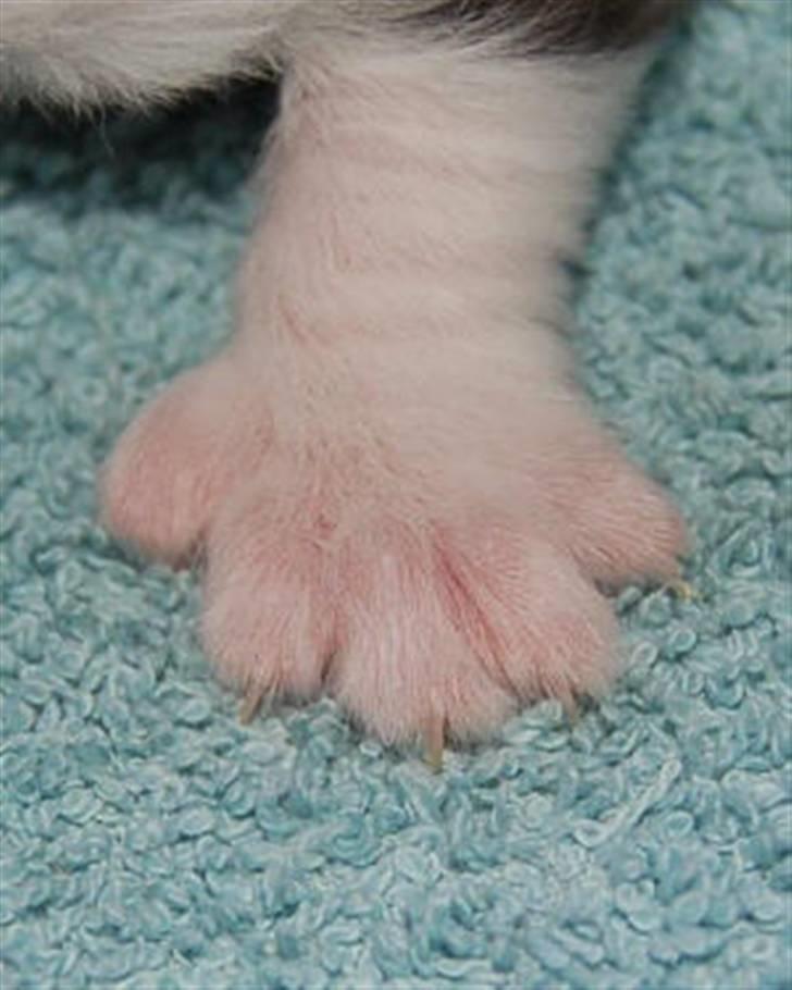 Maine Coon Krammedyret Orlando(poly) - Orlando P´s venstre forben billede 3