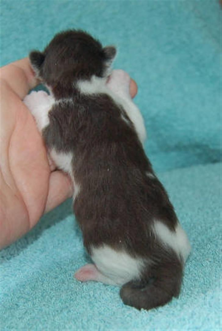 Maine Coon Krammedyret Orlando(poly) - 1 uge gammel billede 4