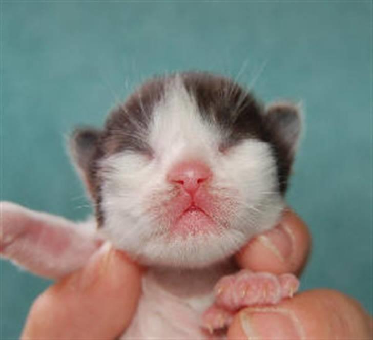 Maine Coon Krammedyret Orlando(poly) - 1 uge gammel billede 5