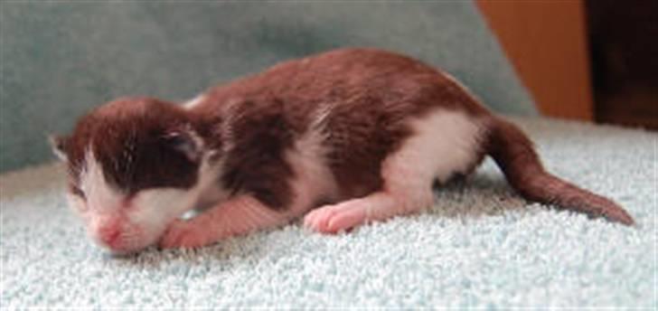 Maine Coon Krammedyret Orlando(poly) - Nyfødt billede 6